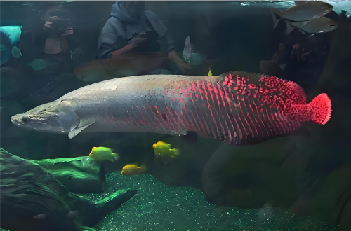淡水生物区