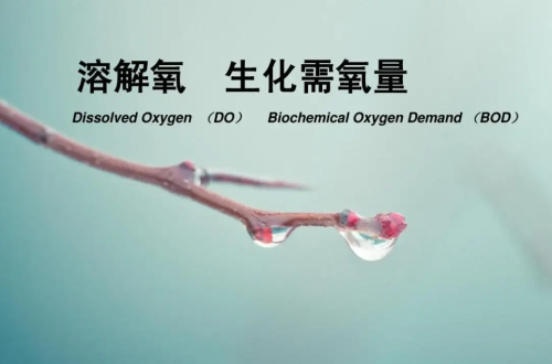 溶氧量对鱼缸整体生态的重要性