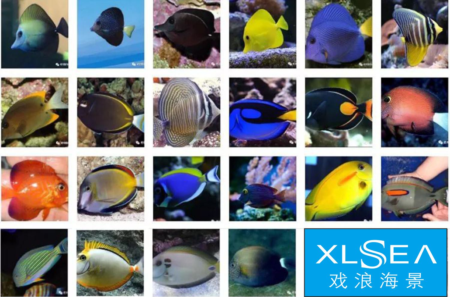 海水生物区
