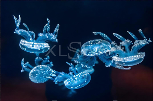 澳洲斑点水母