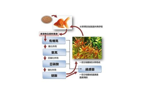 维生系统之氨化，硝化，反硝化系统