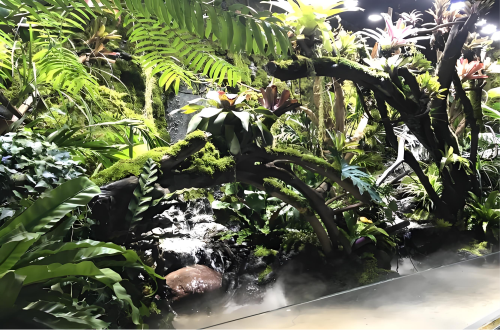 水陆雨林生态缸
